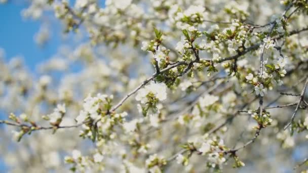 Blühende Kirschbäume aus nächster Nähe — Stockvideo