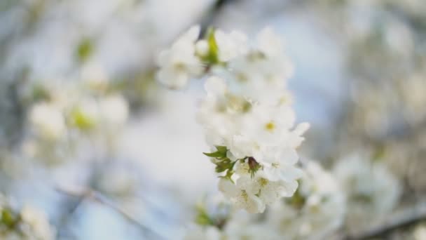Blühende Kirschbäume aus nächster Nähe — Stockvideo