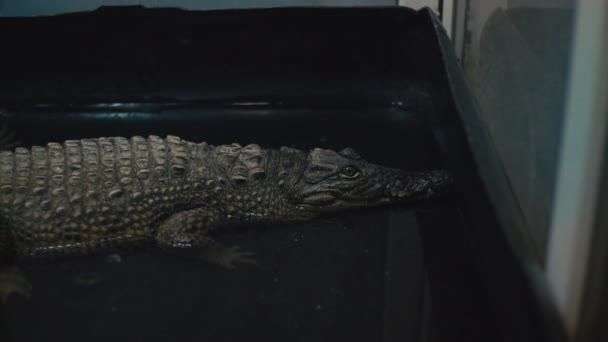 Fiatal krokodil fekszik a hasán. — Stock videók