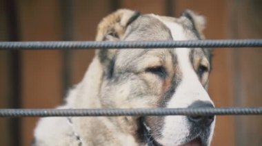 Kuş aviary Alabai köpek