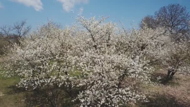 Drzewo wiśniowe kwiaty z widokiem z ptasią oko — Wideo stockowe