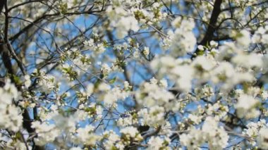 çiçekli kiraz ağaçları yakın çekim