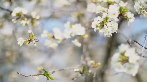 Bloeiende kersenbomen close-up — Stockvideo