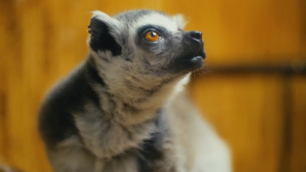 Gato lemur sentado en su jaula — Vídeos de Stock