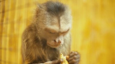 Capuchin maymun portre