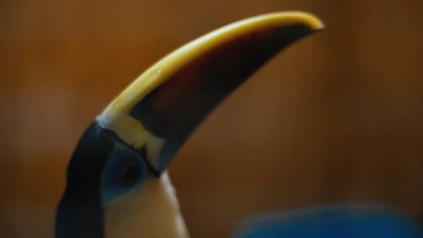 Portrait of a red-billed toucan — Stock Video