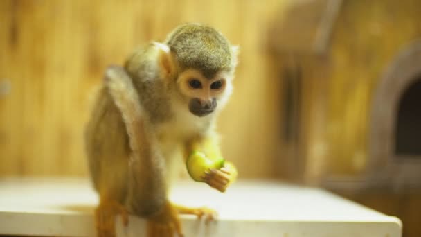 Squirrel monkey Sajmir — Stock Video