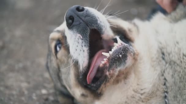 Giovane cane razza Alabai a piedi su un parco giochi per cani — Video Stock