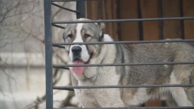 Kuş aviary Alabai köpek