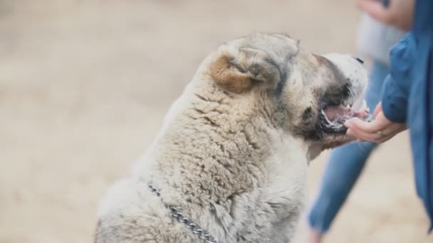 Giovane cane razza Alabai a piedi su un parco giochi per cani — Video Stock