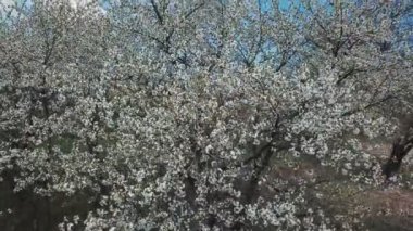 kuş bakışı manzaralı ağaç kiraz çiçekleri