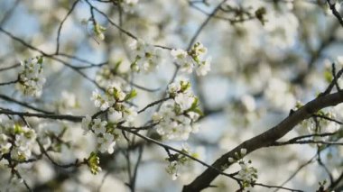 çiçekli kiraz ağaçları yakın çekim