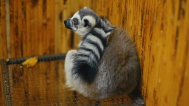 kedi lemur onun kafeste oturan