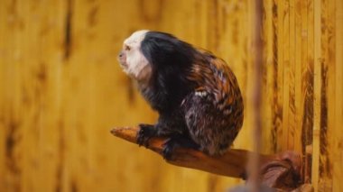 cüce beyaz kulaklı maymun