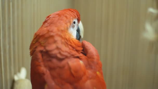 Macaw macaw papağan yakın — Stok video