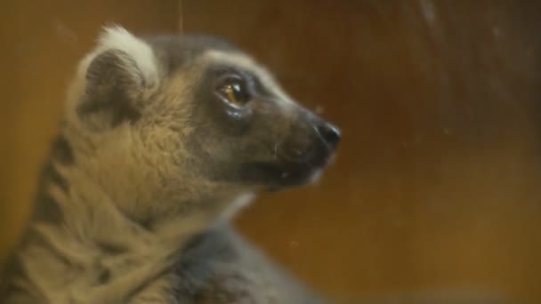 Gato lemur sentado em sua gaiola — Vídeo de Stock