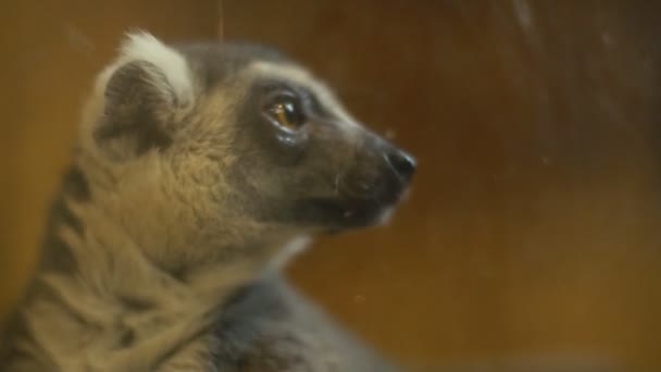 Кошачий лемур сидит в клетке — стоковое видео