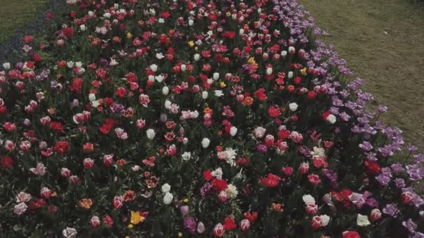 Tulipanes multicolores — Vídeos de Stock