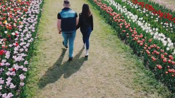 Young couple walking in a tulip field — ストック動画