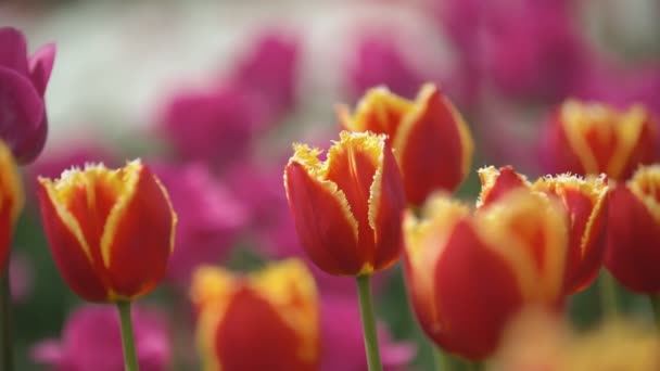 Röda tulpaner på nära håll — Stockvideo