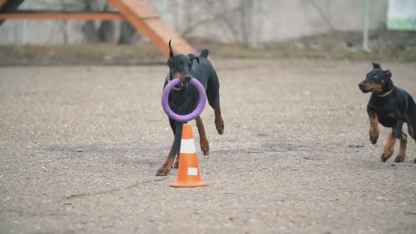 Köpek ırkı Doberman sahada — Stok video