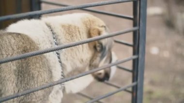 Alabai köpek kuş yakın çekim