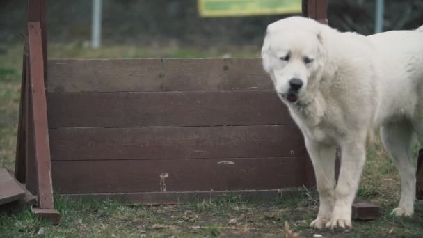 Köpek ırkı Alabai beyaz — Stok video