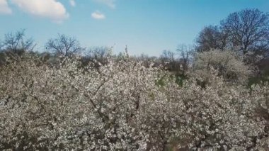 kuş bakışı manzaralı ağaç kiraz çiçekleri