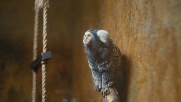 Singe nain à oreilles blanches — Video