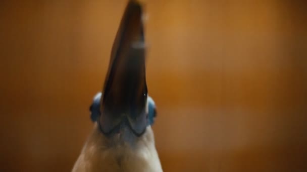 Portrait of a red-billed toucan — Stock Video