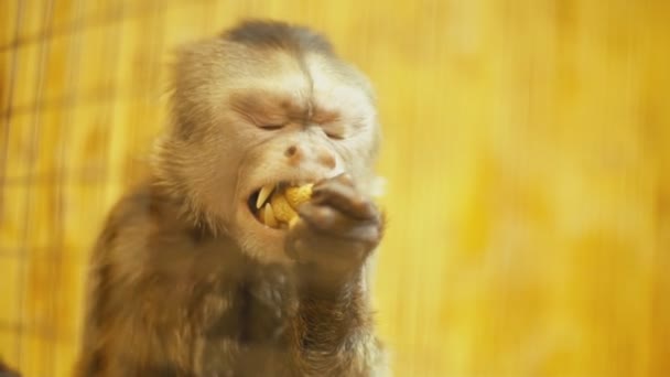 Capuchin monkey portrait — Stock Video