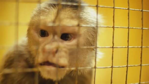 Capuchin monkey portrait — Stock Video