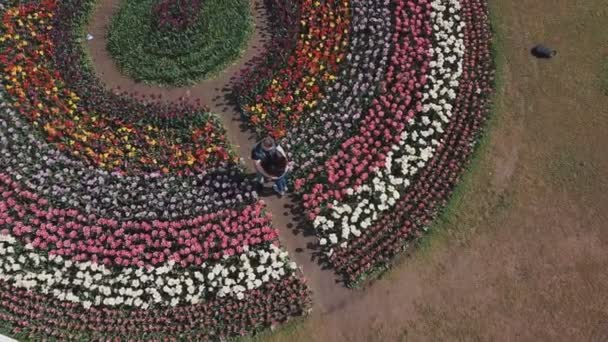 Pareja abrazándose en un campo de tulipanes — Vídeos de Stock