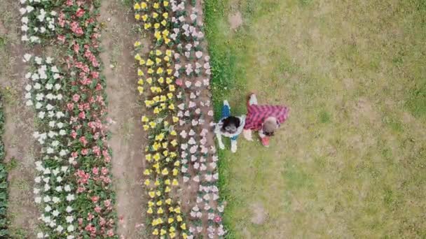 Junges Paar spaziert in einem Tulpenfeld — Stockvideo