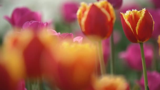 Tulipes rouges fermer — Video