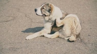 genç köpek doğurmak Alabai bir köpek oyun alanında yürüyüş