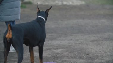 köpek ırkı Doberman sahada