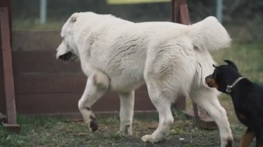 köpek ırkı Alabai beyaz