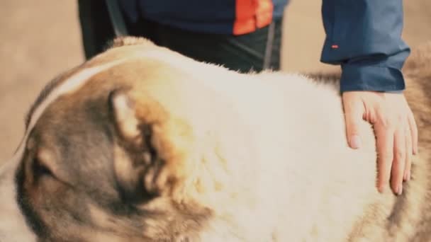 Порода молодых собак Алабай — стоковое видео