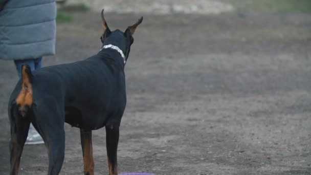 Köpek ırkı Doberman sahada — Stok video