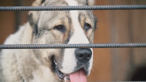 Chien Alabai en volière — Video