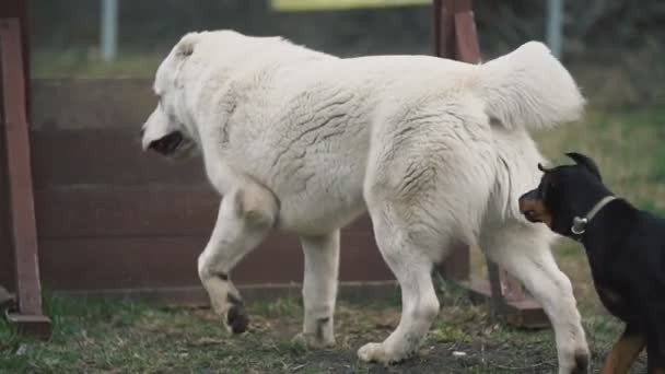 狗品种阿拉拜白 — 图库视频影像