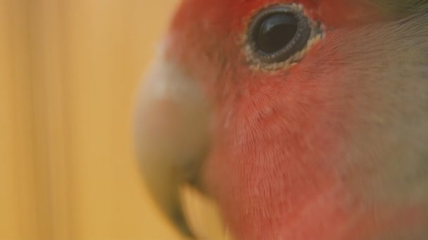 Papegoja från mycket nära håll — Stockvideo