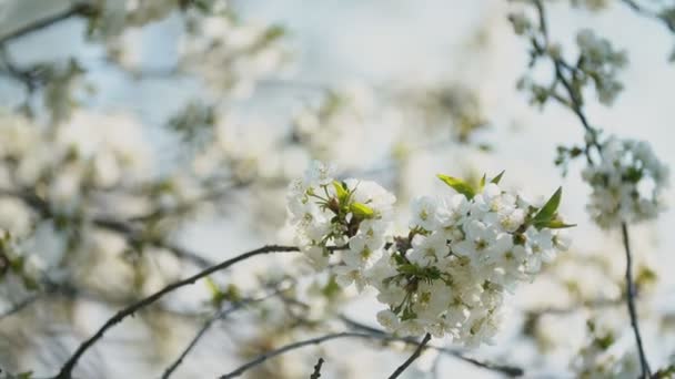 Les cerisiers à fleurs se rapprochent — Video