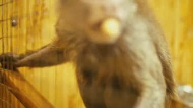 Capuchin maymun portre