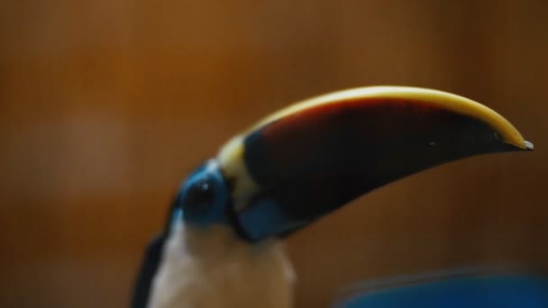 Portrait of a red-billed toucan — Stock Video