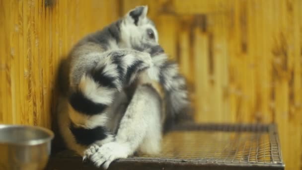 Kot Lemur siedzi w klatce — Wideo stockowe