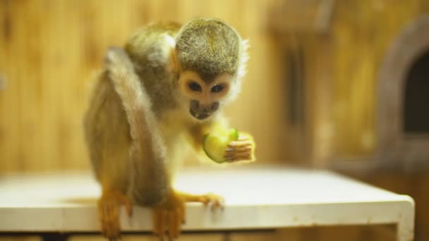 Squirrel monkey Sajmir — Stock Video