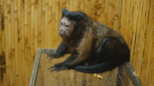 Brauner Kapuziner sitzt im Käfig — Stockvideo