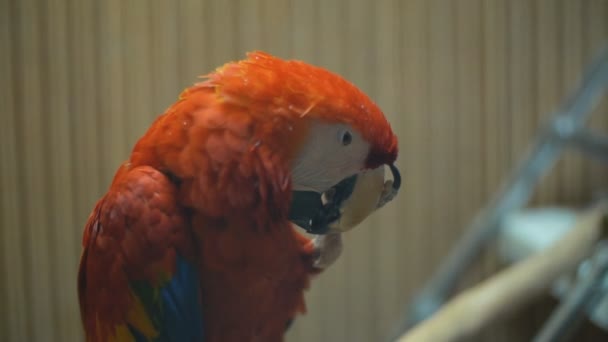 Macaw macaw papağan yakın — Stok video